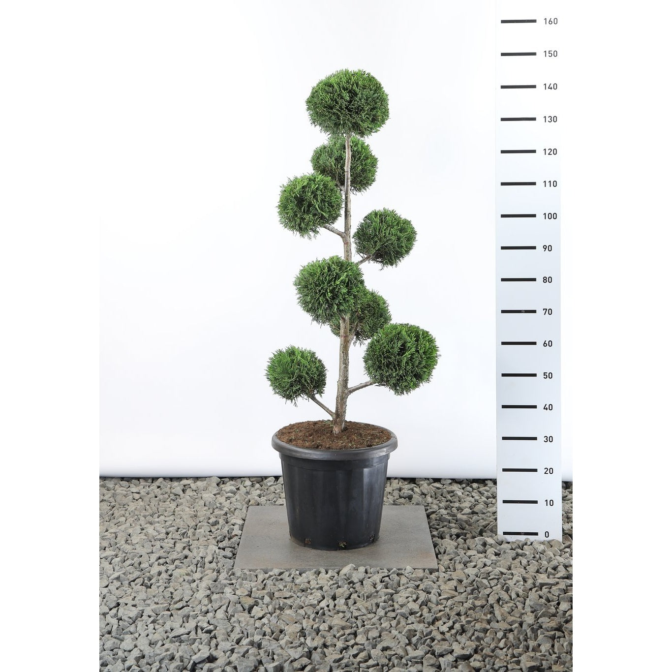 Leylandcypress – Cupressocyparis leylandii - 80-100 CM PonPon EXTRA in Cont.