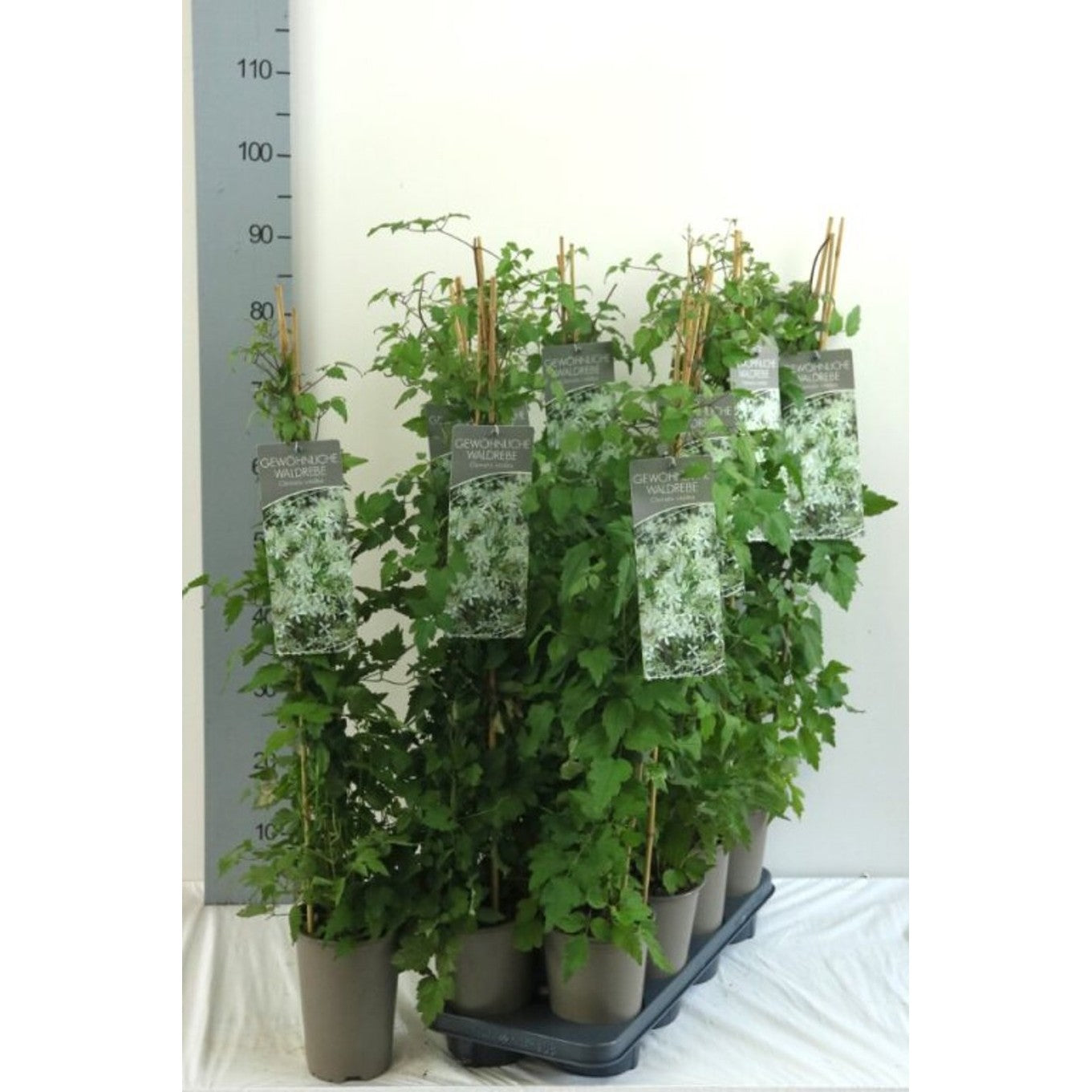 Klematis – Clematis vitalba - C2 60-80 CM Stick