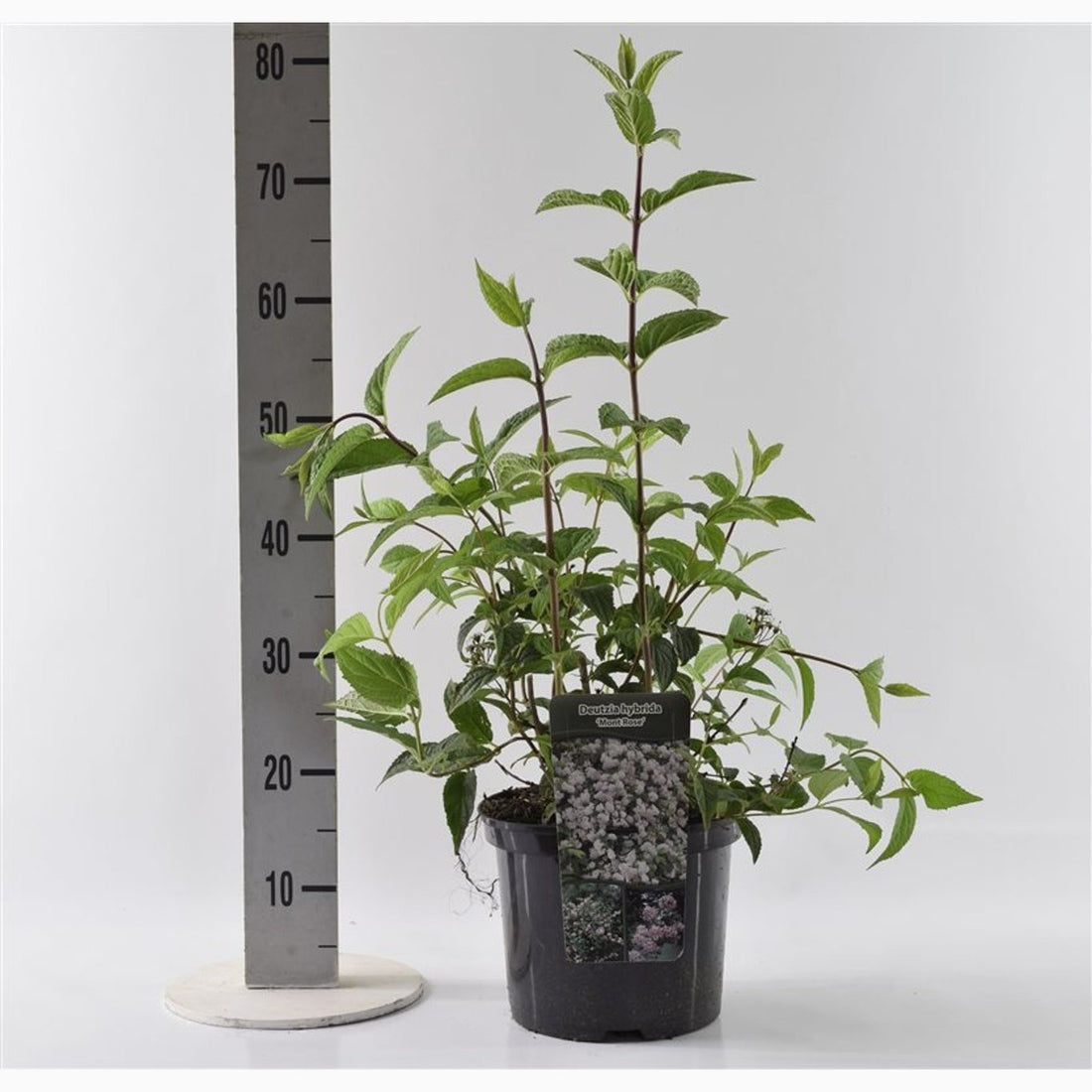 Riddarsporre – Delphinium Highlander Mystery Sensation - C5 40-60 CM