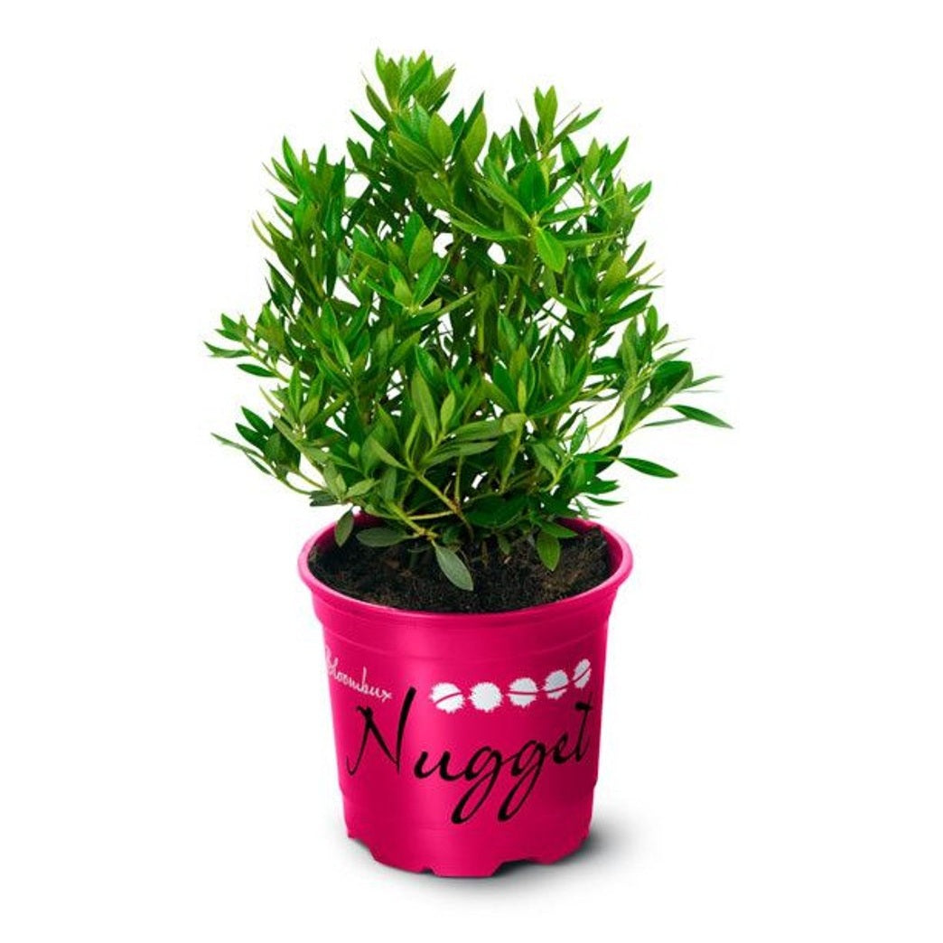 Rhododendron – Rhododendron 'Nugget' - P10,5