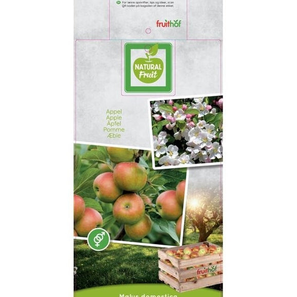 Äpple – Malus domestica 'Cox's Orange' - C7.5 150 CM Espalier