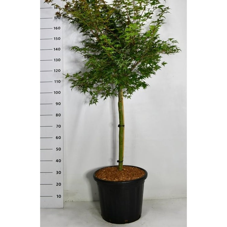 Japansk lönn – Acer pal. 'Beni-maiko' - 60 CM Stem Cont.