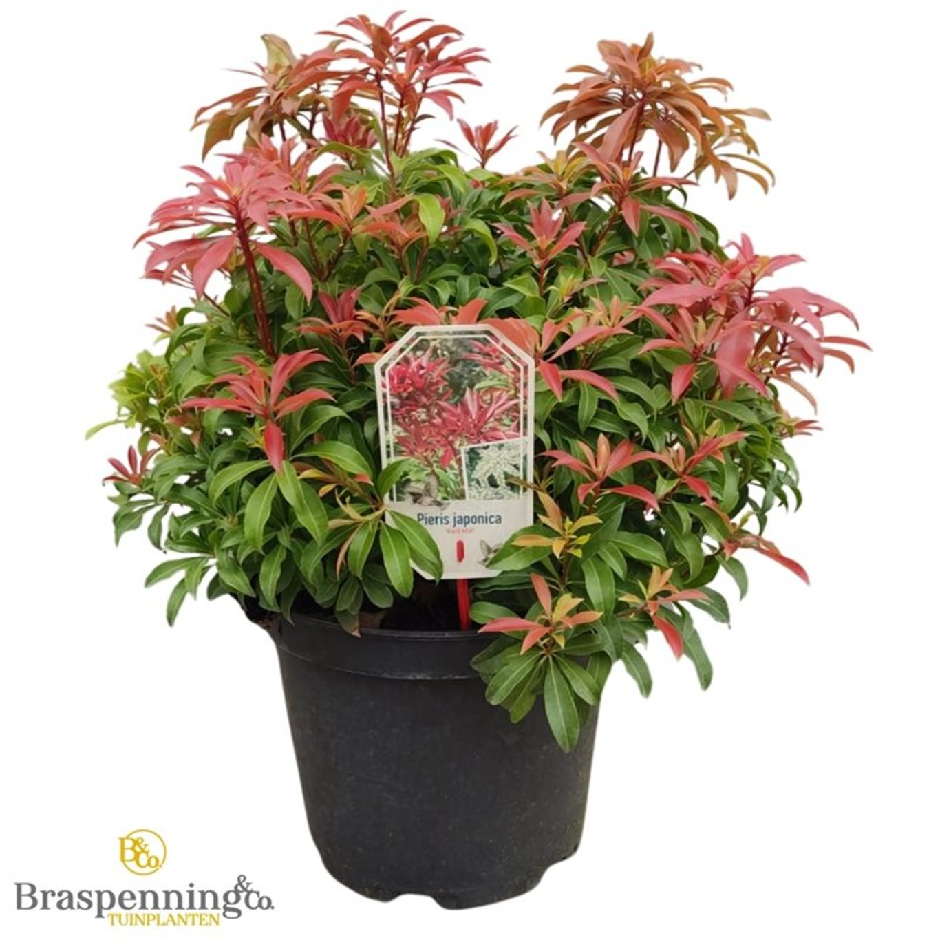Japansk ljungpieris – Pieris japonica 'Red Mill' - C10 40-50 CM