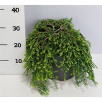 Hemlock – Tsuga canadensis 'Cole Prostrate' - C7.5 30-40 cm.