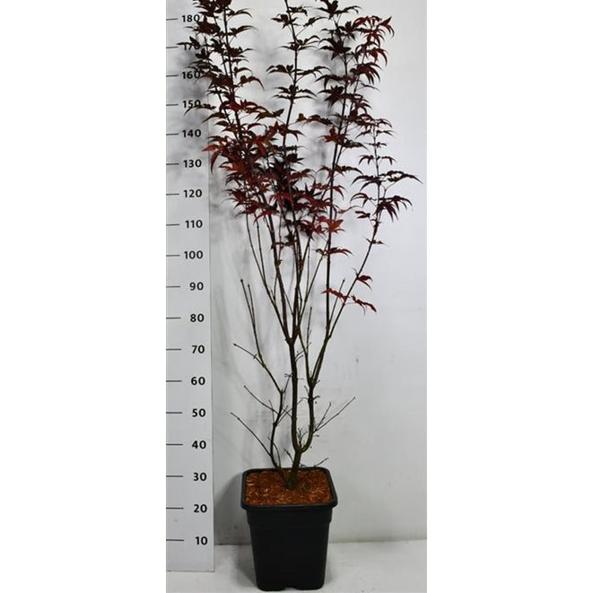 Japansk lönn – Acer palmatum 'Twombly's Red Sentinel' - C15 125-150 cm.