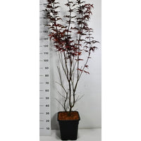 Japansk lönn – Acer palmatum 'Twombly's Red Sentinel' - C15 125-150 cm.
