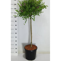 Dvärgsyren – Syringa meyeri 'Palibin' - C18 80 cm. Stam