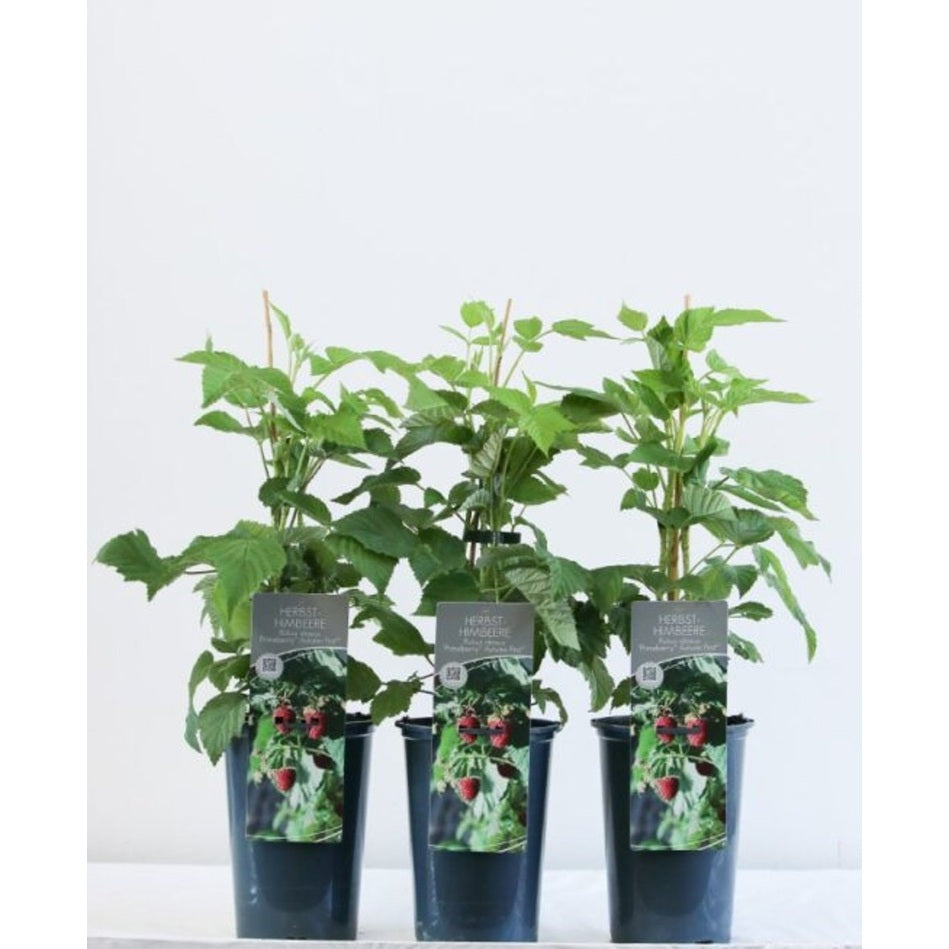 Hallon – Rubus idaeus &