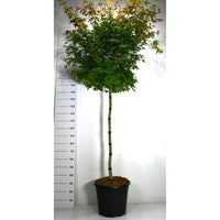 Japansk lönn – Acer palmatum 'Beni-maiko' - C35 120 cm. Stam
