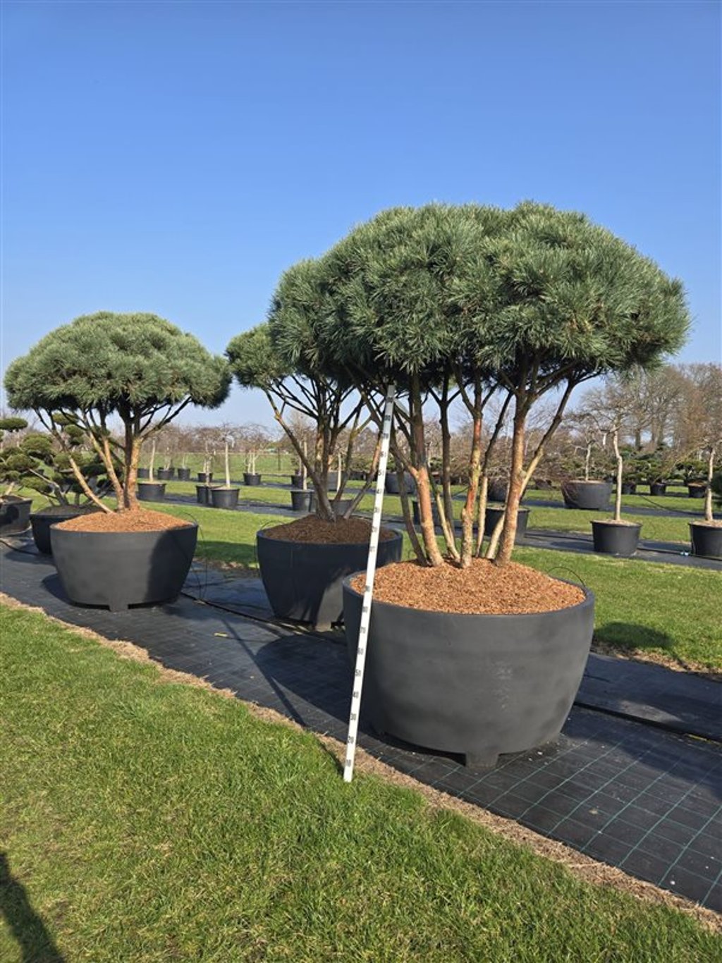 Tall – Pinus sylvestris &