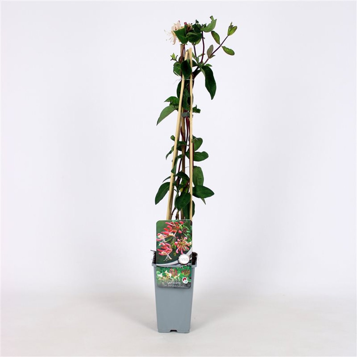 Kaprifol – Lonicera periclymenum 'Belgica Select' - C2 70/+ CM