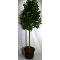 Hybridmagnolia – Magnolia loebneri 'Leonard Messel' - C70 120 cm. Stam