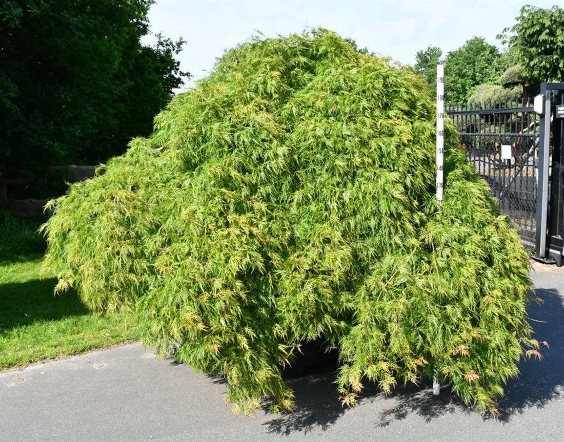 Japansk lönn – Acer palmatum &