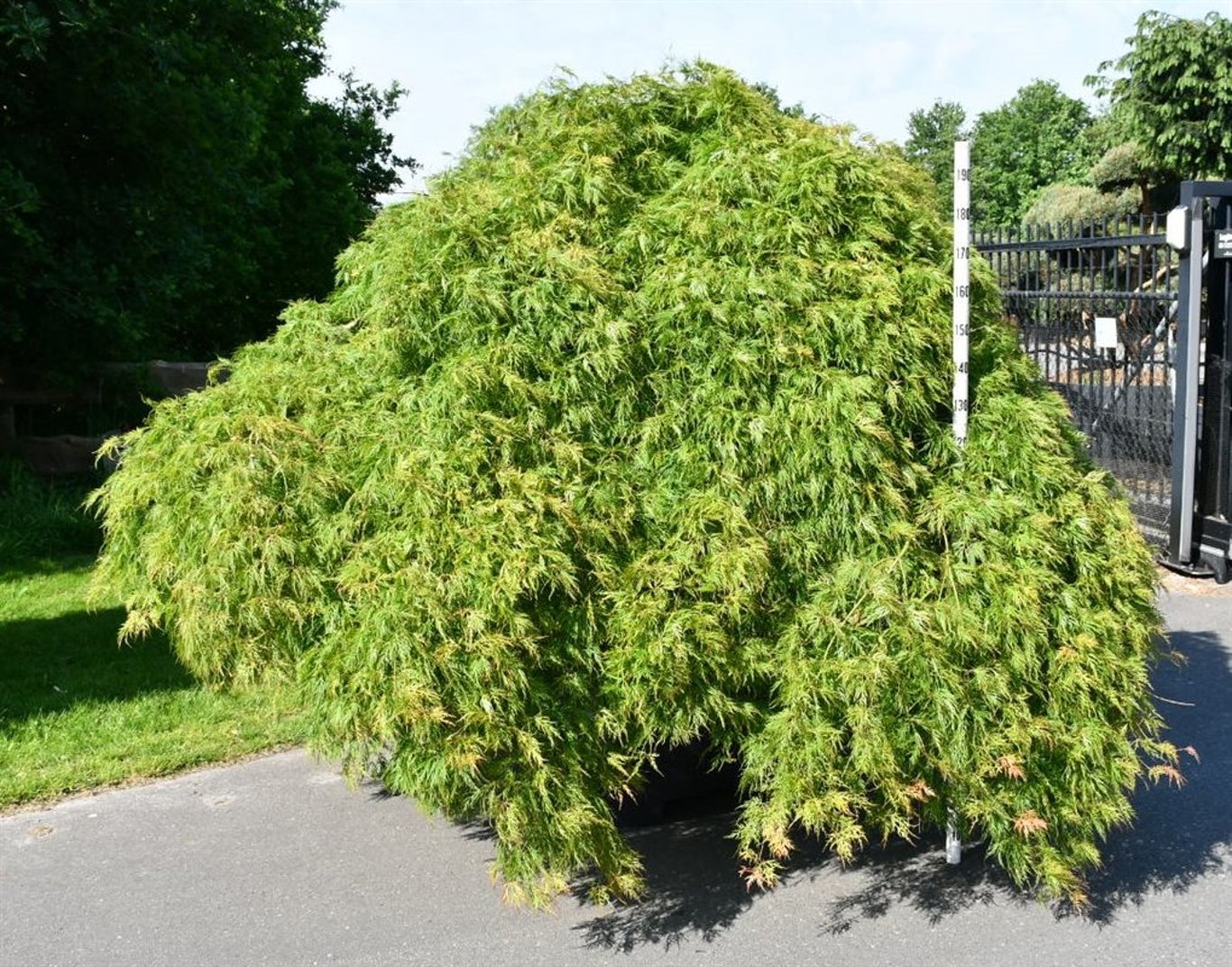 Japansk lönn – Acer palmatum &