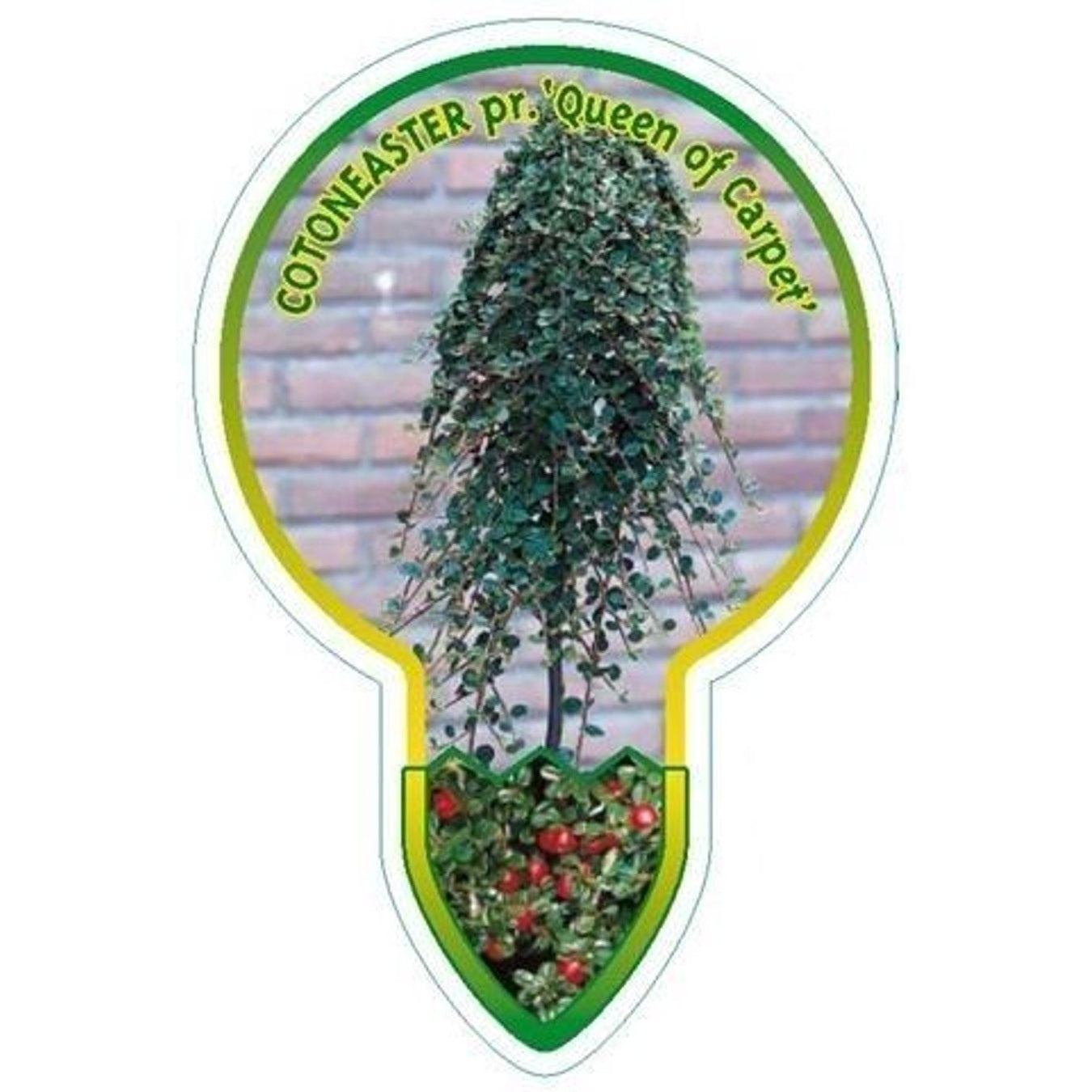 Krypoxbär – Cotoneaster procumbens 'Queen of Carpets' - 120 CM Stem C7.5