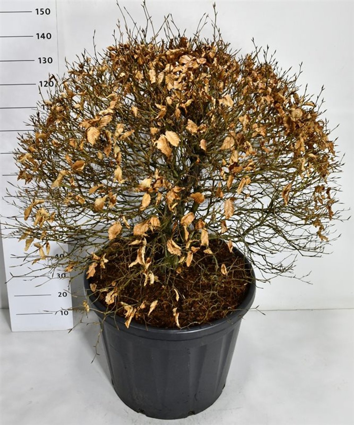 Bok – Fagus sylvatica - C130 80-90 cm. Bol