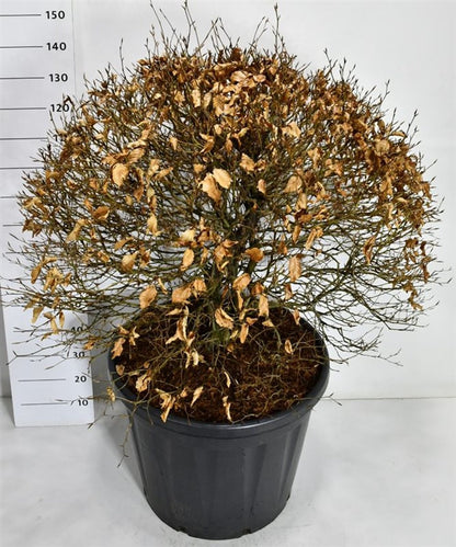 Bok – Fagus sylvatica - C130 80-90 cm. Bol