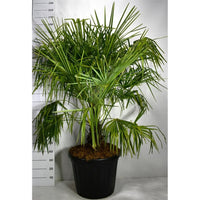 Kinesisk vindpalm – Trachycarpus fortunei - C80 Meerstammig