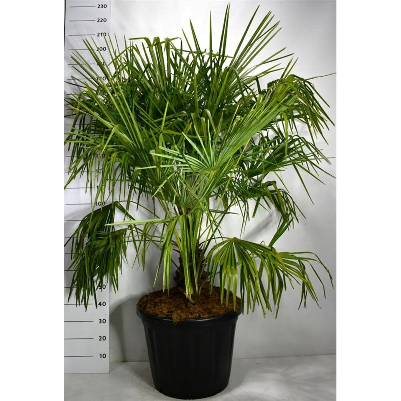 Kinesisk vindpalm – Trachycarpus fortunei - C80 Meerstammig