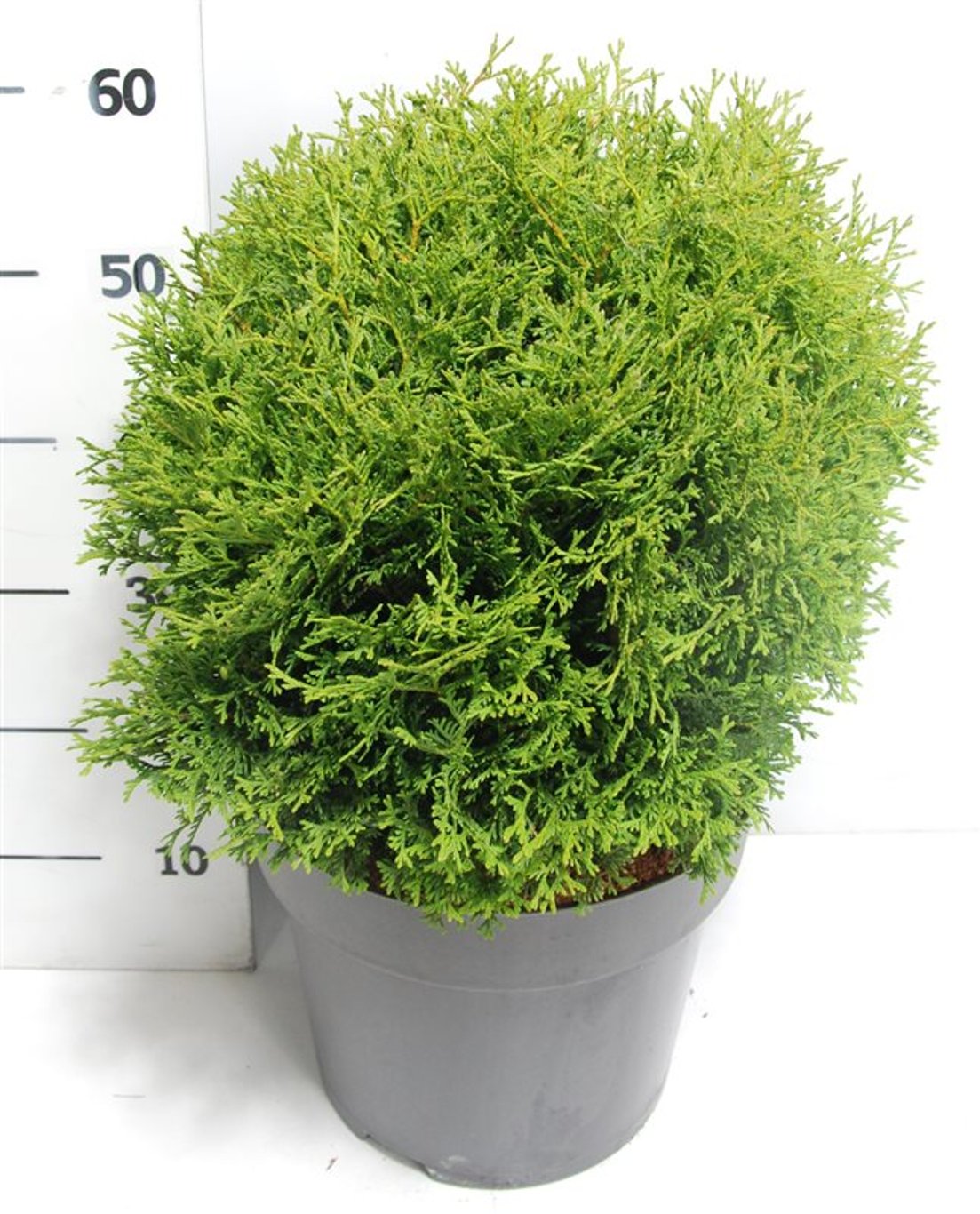 Thuja – Thuja occidentalis 'Tiny Tim' - C12 50-60 cm.