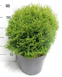 Thuja – Thuja occidentalis 'Tiny Tim' - C12 50-60 cm.