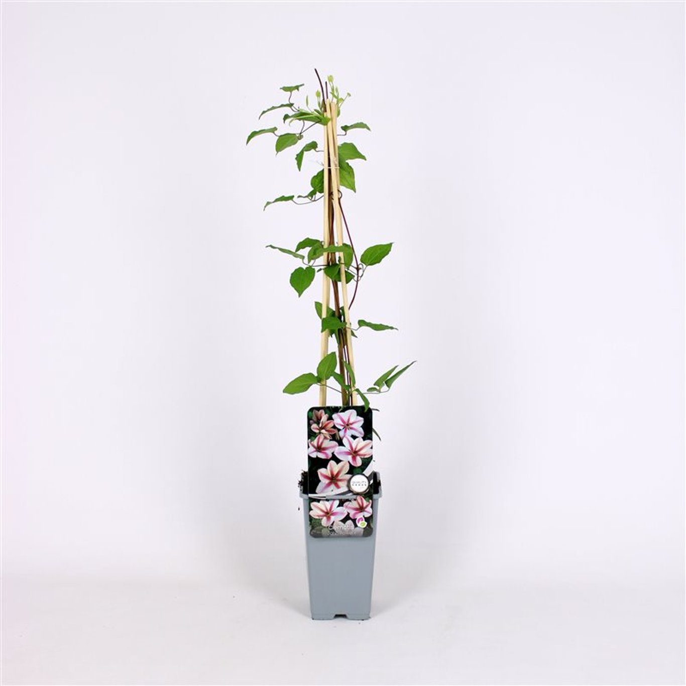 Klematis – Clematis 'Jan Pawel II' - C2 70/+ CM