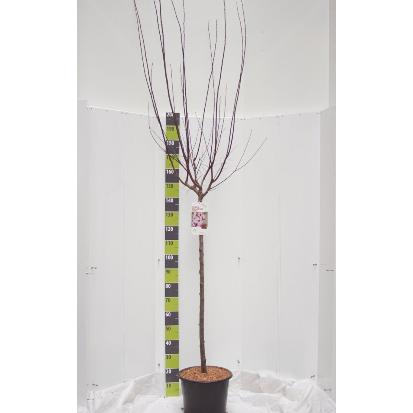 Körsbärsplommon – Prunus cerasifera 'Nigra' - 120 CM Stem C20