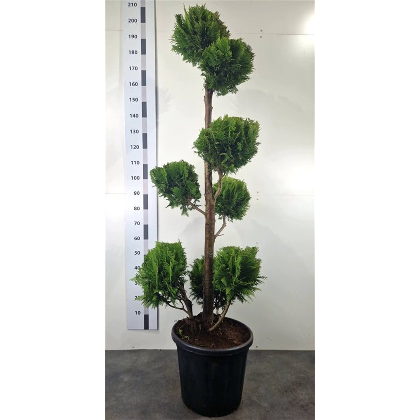 Ädelcypress – Chamaecyparis lawsoniana 'Yvonne' - 140-160 CM PonPon Cont.
