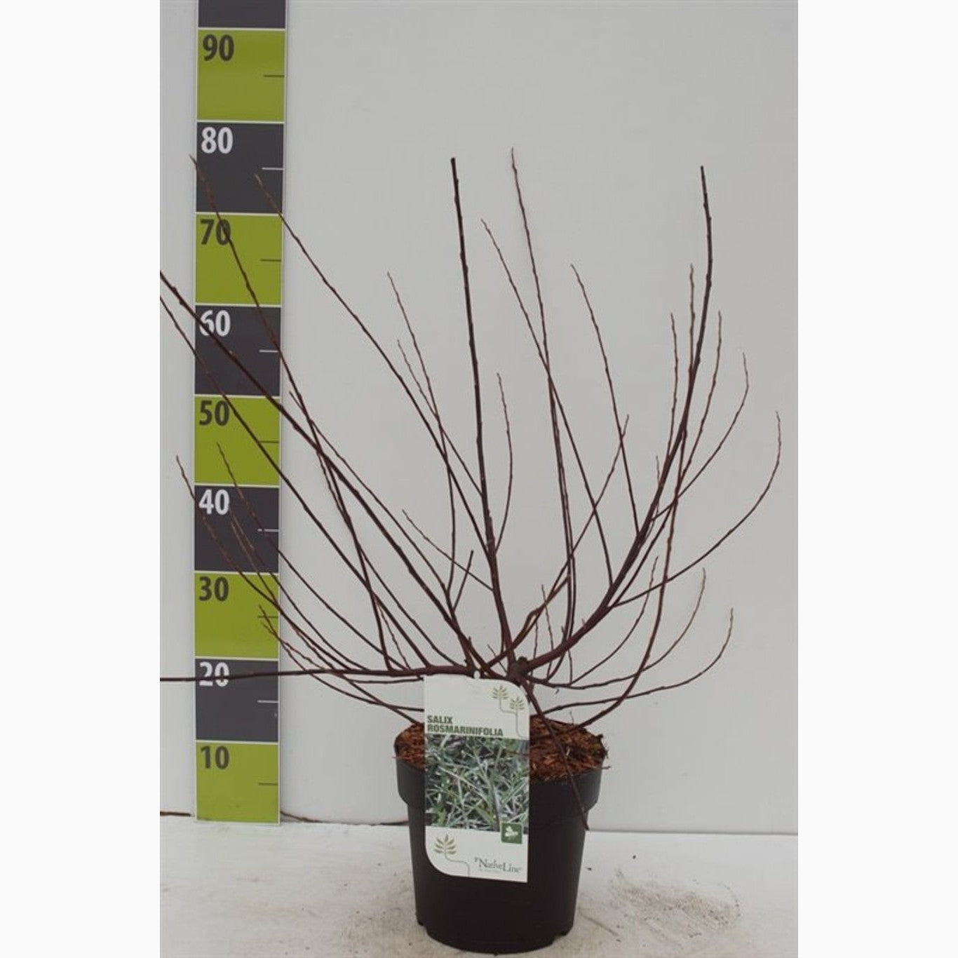 Rosmarinvide – Salix rosmarinifolia - C4,6 60-80 CM