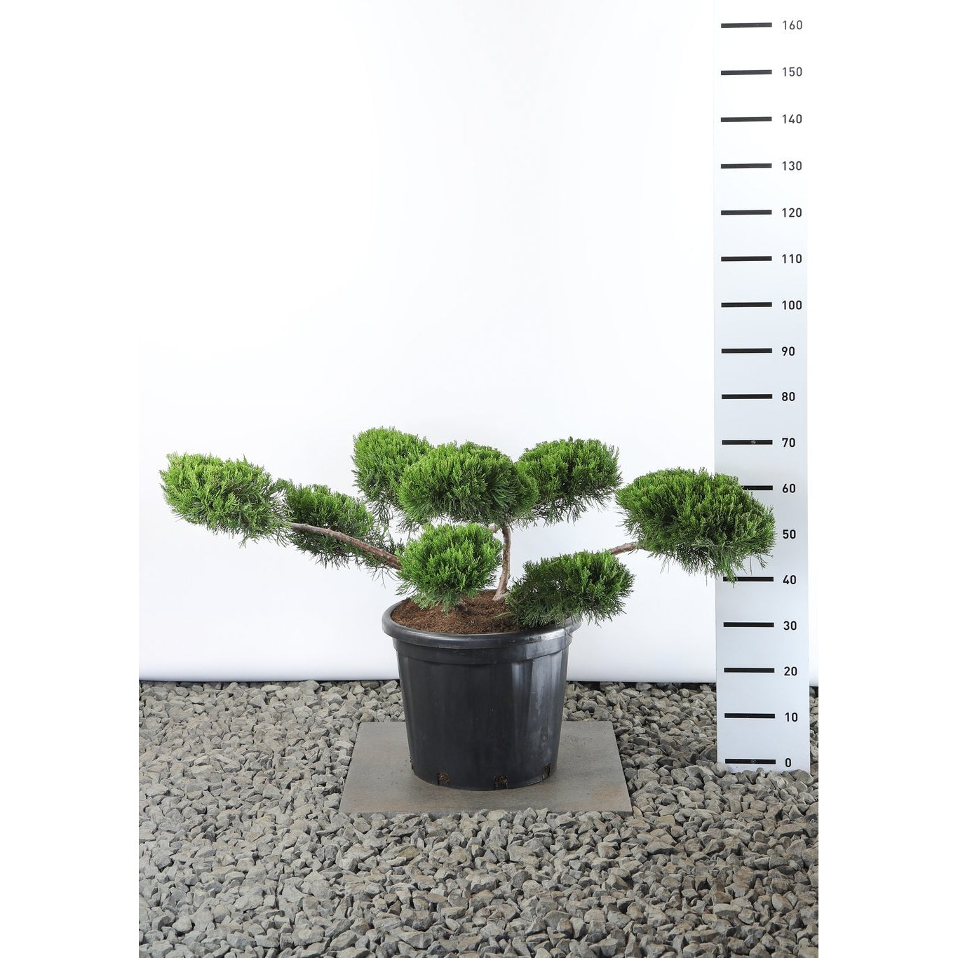 Pfitzer-en – Juniperus pfitzeriana 'Mint Julep' - 100-125 CM Multiplateau EXTRA in Cont.