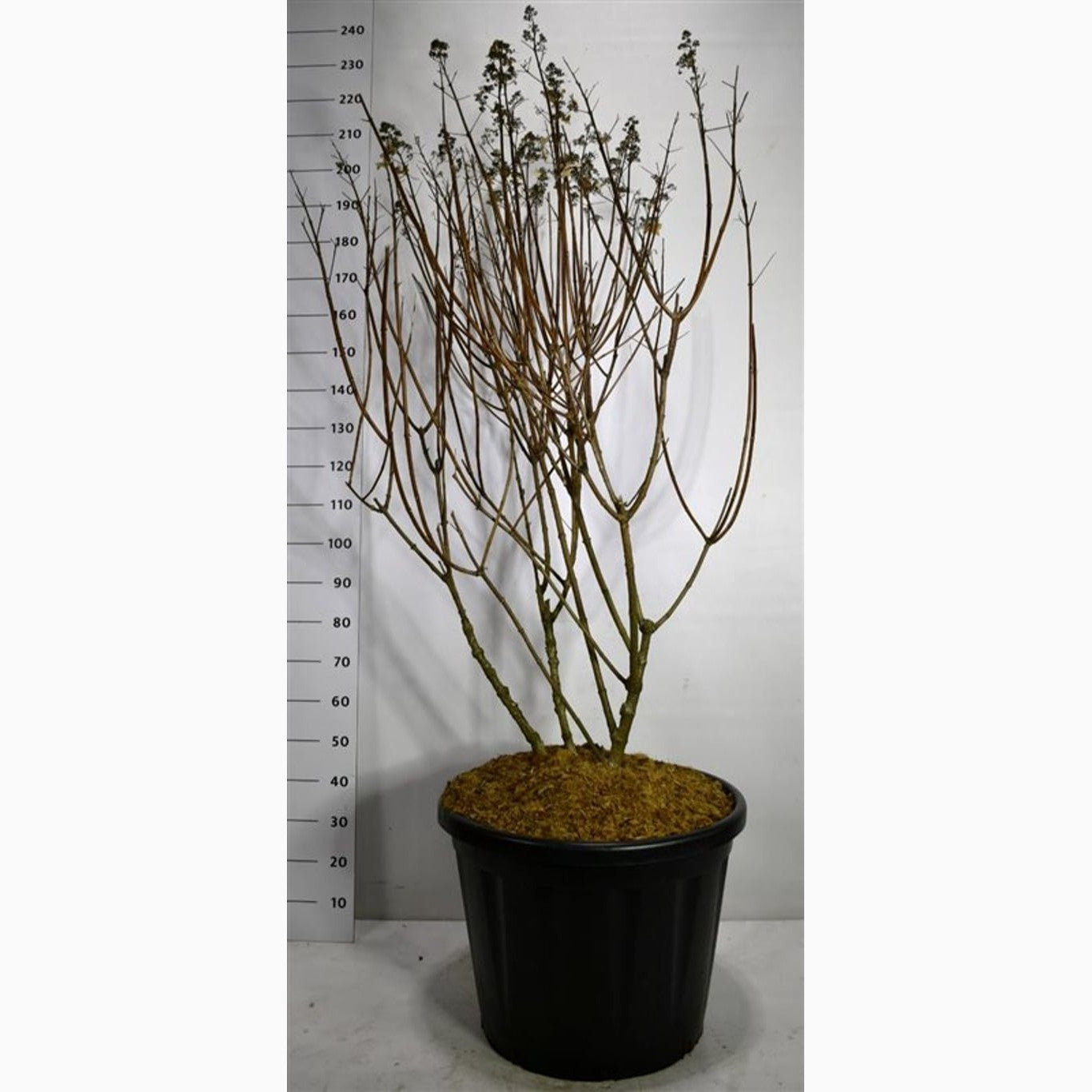 Syrenhortensia – Hydrangea paniculata 'Wim's Red' - C110 125-150 CM