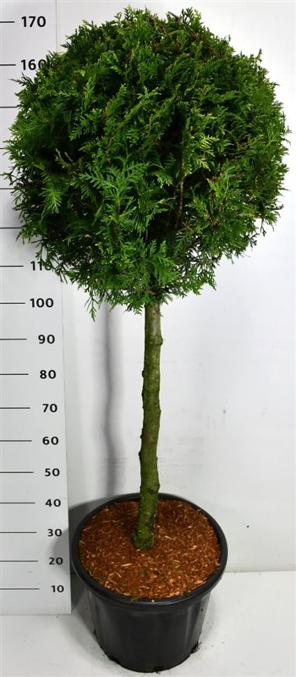 Thuja – Thuja occidentalis &