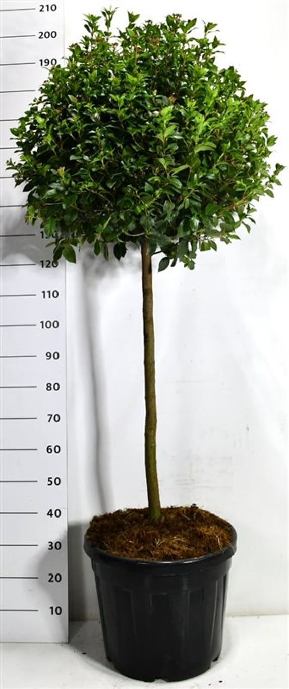 Städsegrönt olvon – Viburnum tinus &
