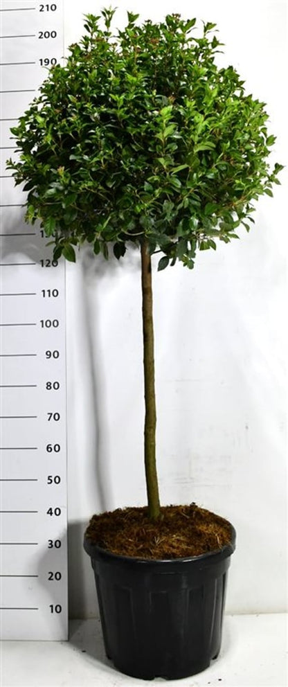 Städsegrönt olvon – Viburnum tinus &