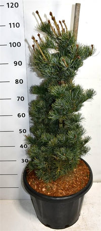 Japansk vit­tall – Pinus parviflora 'Negishi' - C25 60-80 cm.