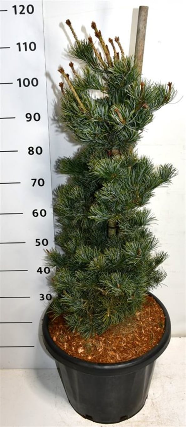 Japansk vit­tall – Pinus parviflora 'Negishi' - C25 60-80 cm.