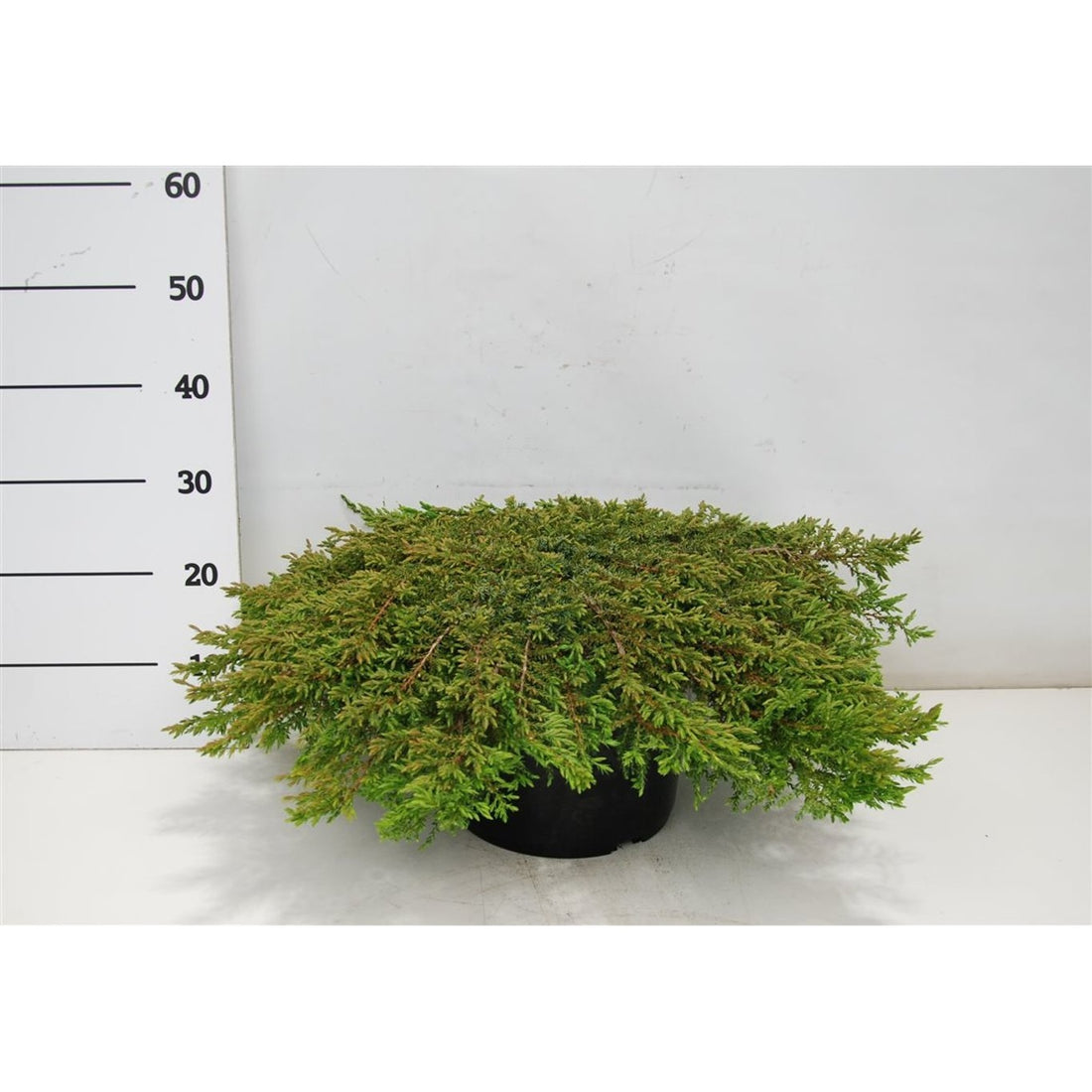 En – Juniperus communis &