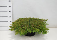 En – Juniperus communis 'Green Carpet' - C12 60-70 cm.