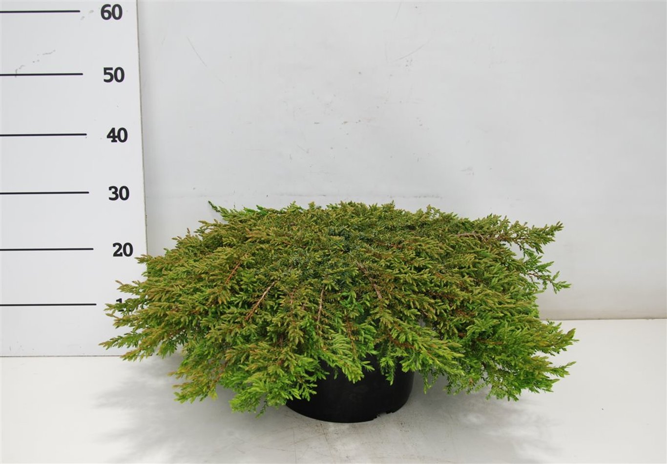 En – Juniperus communis 'Green Carpet' - C12 60-70 cm.