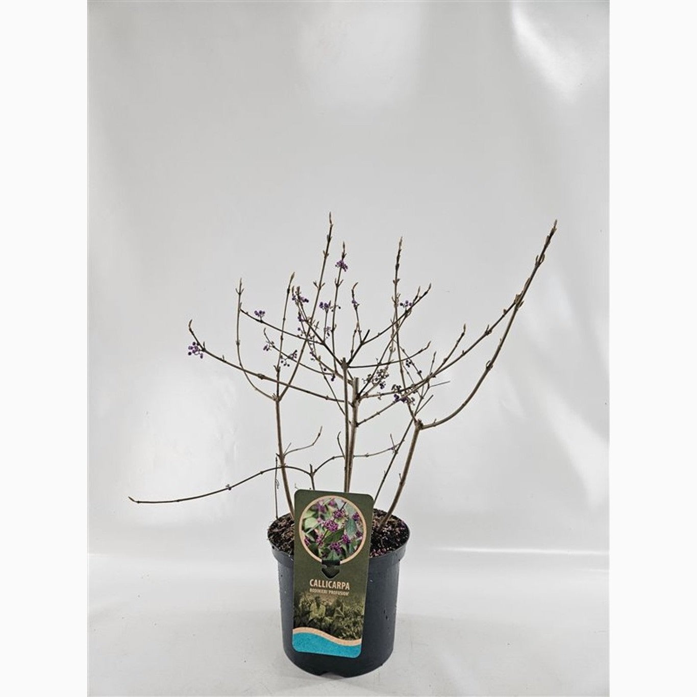 Skönhetsbär – Callicarpa bodinieri 'Profusion' - C5 40-60 CM