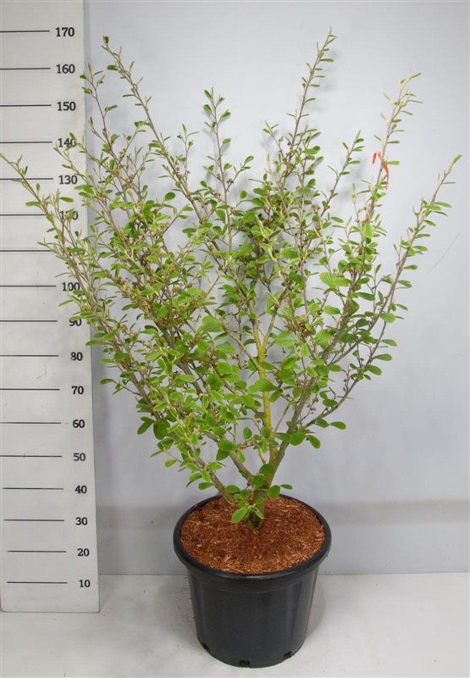 Trollhassel – Hamamelis intermedia 'Arnold Promise' - C45 125-150 cm. Sol