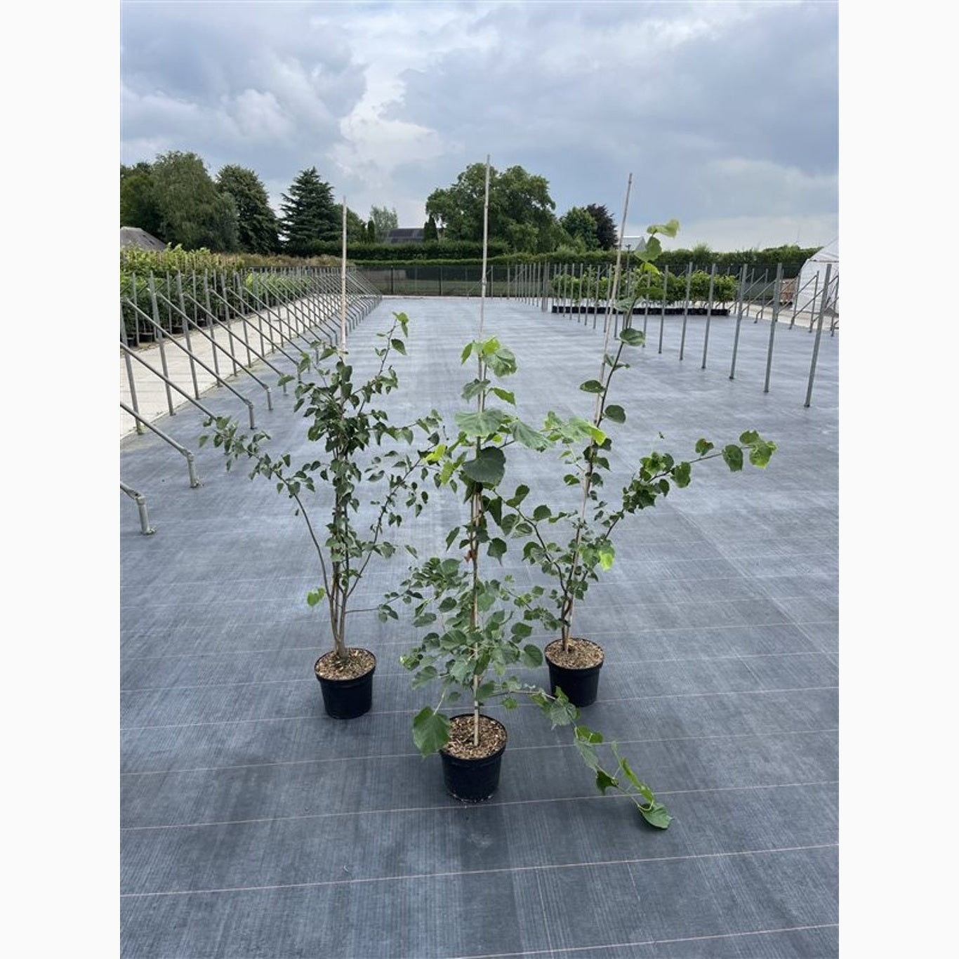 Skogslind – Tilia cordata - C5 100-125 CM Stick