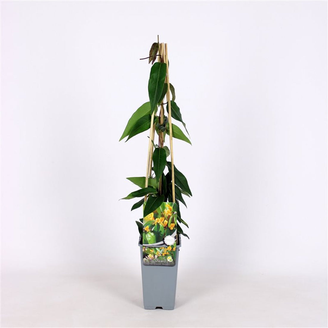 Kaprifol – Lonicera henryi &