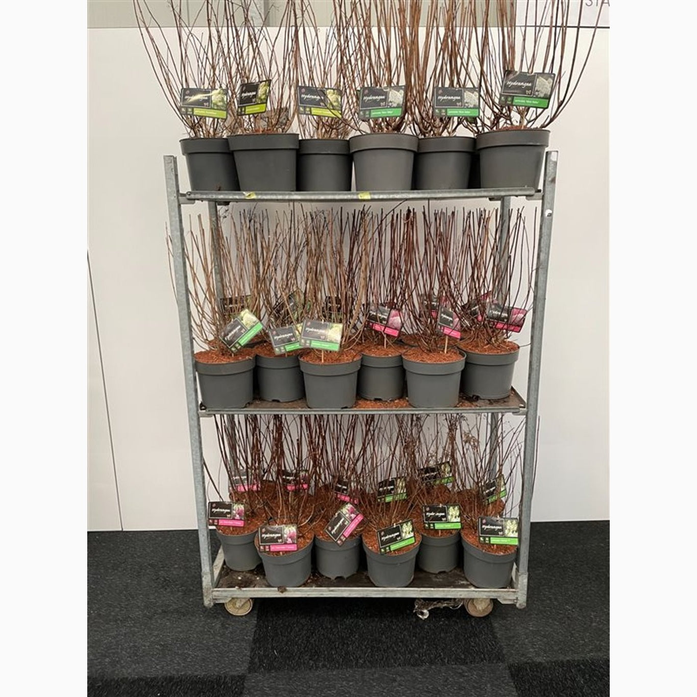 Syrenhortensia – Hydrangea paniculata 'Silver Dollar' - C7,5