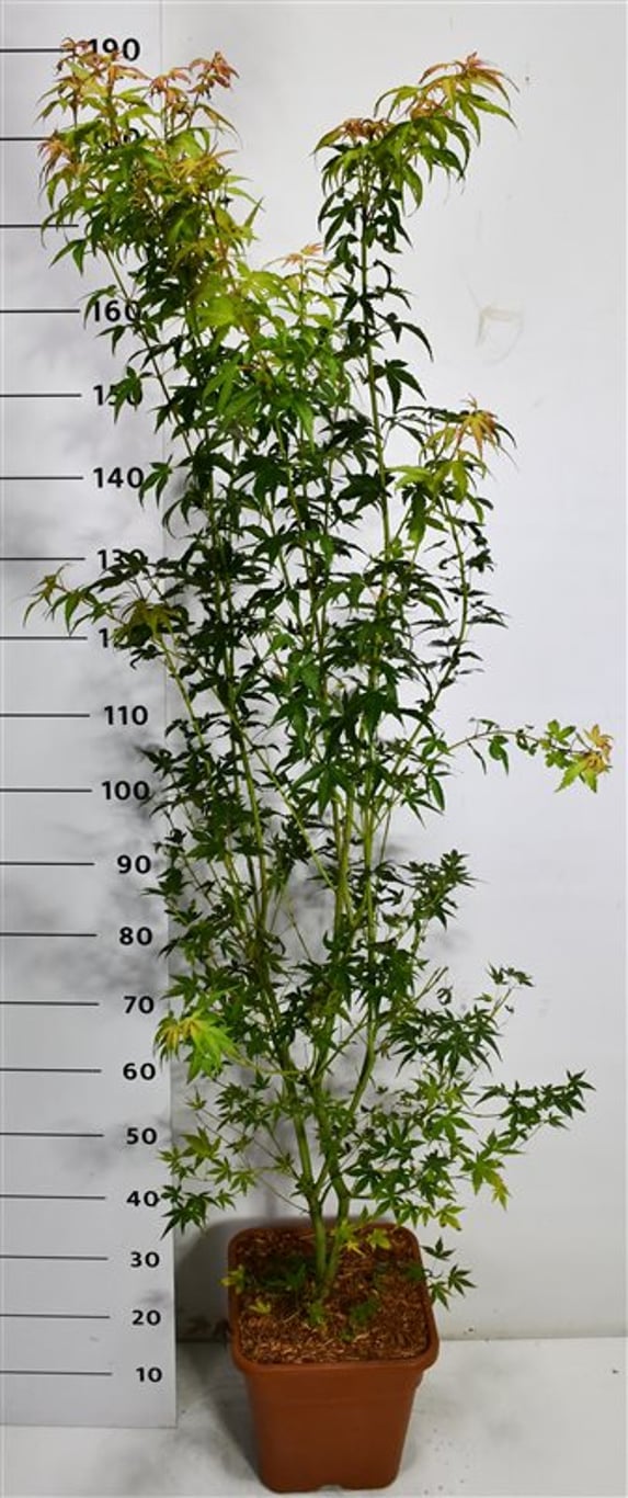 Japansk lönn – Acer palmatum &