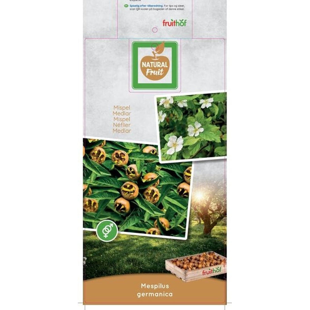 Oxbär – Mespilus germanica - C7,5 175-225 CM Halfstem