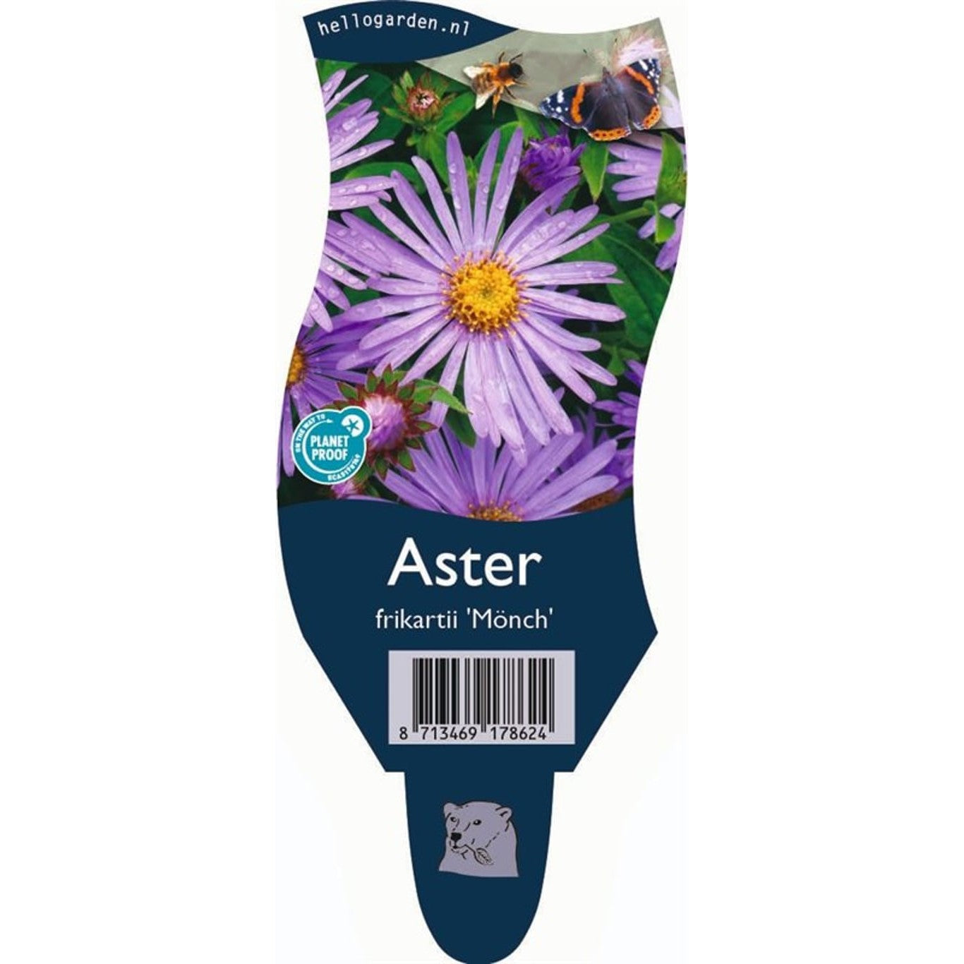 Frikarts aster – Aster frikartii 'Mönch' - P11