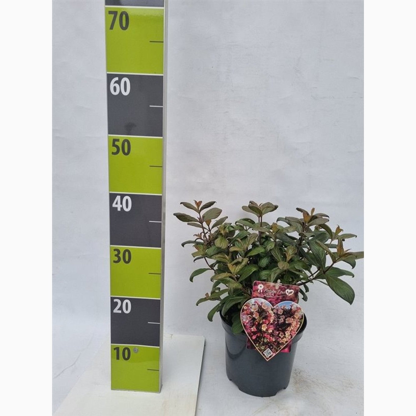 Praktweigela – Weigela 'Vintage Love' - C3 20-30 CM