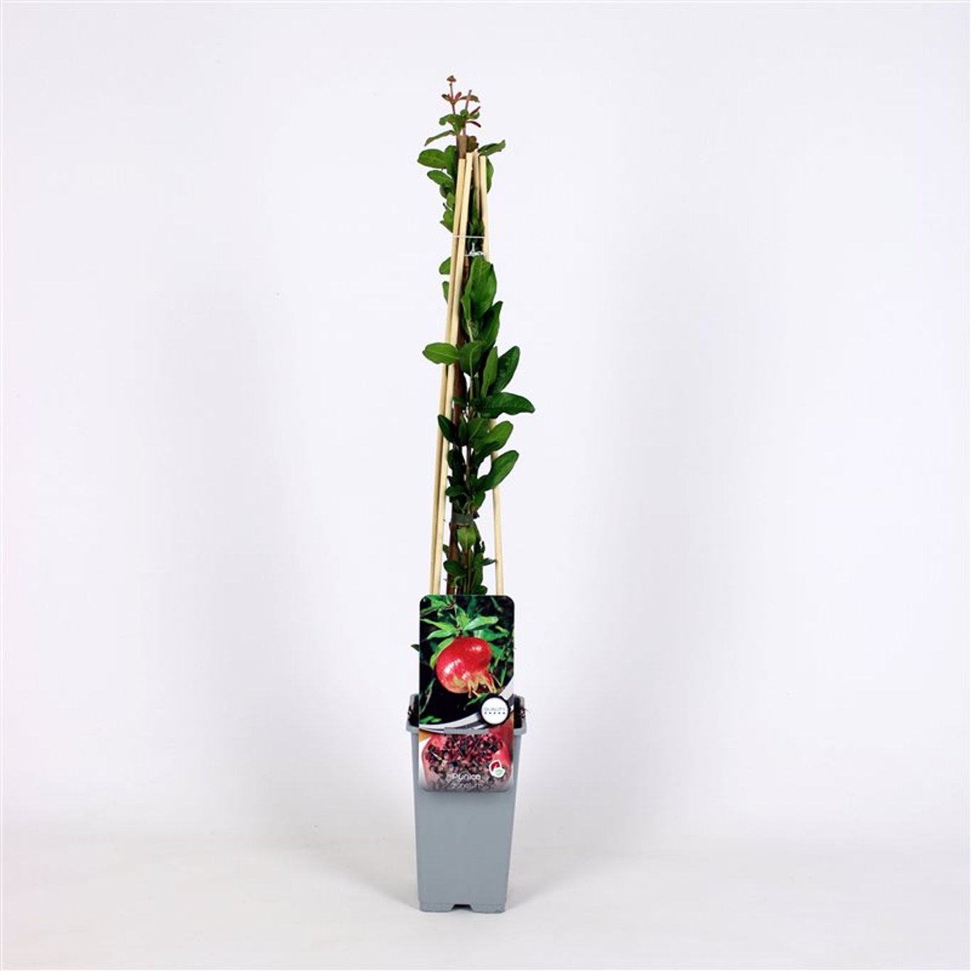 Granatäpple – Punica granatum - C2 70/+ CM