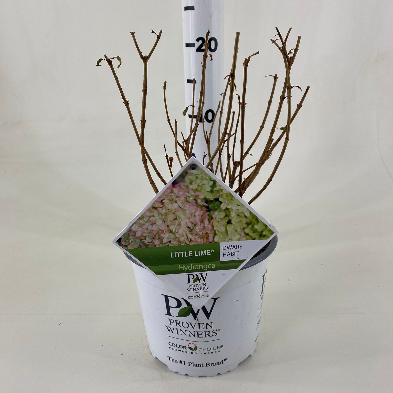 Syrenhortensia – Hydrangea paniculata 'Little Lime'® - C3 20-30 CM